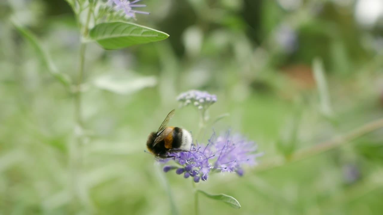 Bumblebee sitting on blue flower and fly away