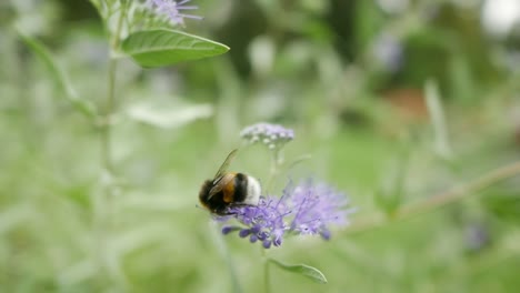 bumblebee sitting on blue flower and fly away