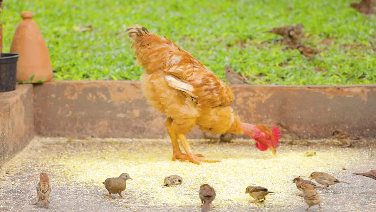 pollo comiendo maíz entre los pájaros, cámara lenta