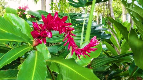 HD-Hawaii-Kauai-handheld-static-of-a-red-backward-'s'-shaped-flower-with-large-leaves-in-lush-surroundings