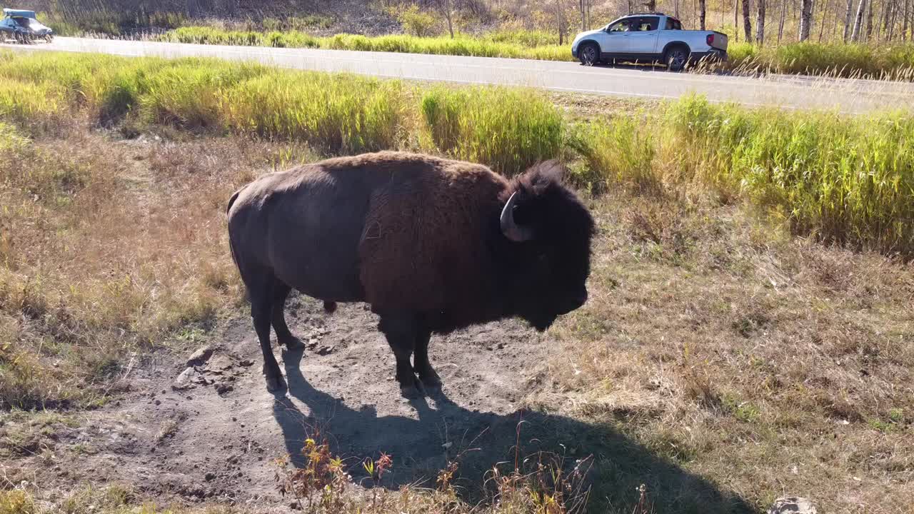 1-4 짐벌은 더운 여름 오후에 자연 흙에서 시원하게 상쾌한 목욕을 즐길 준비를 하면서 숲 길가 공원 모래밭에 있는 수컷 야생 물소를 축소합니다.