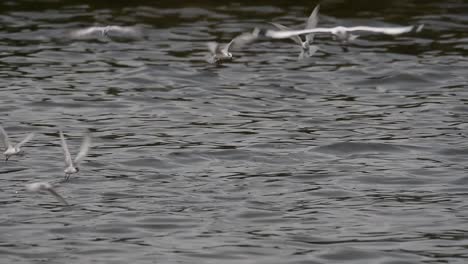 Terns-and-Gulls-Skimming-for-Food-are-migratory-seabirds-to-Thailand,-flying-around-in-circles,-taking-turns-to-skim-for-food-floating-on-the-sea-at-Bangpu-Recreational-Center-wharf