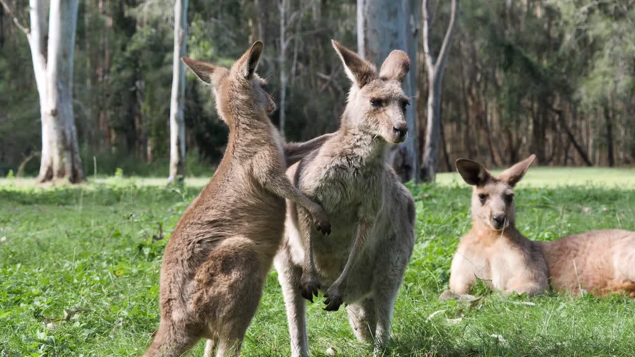 bebé canguro joey juega luchando y uniéndose con su madre con el padre en el fondo