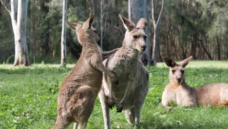 El-Canguro-Bebé-Joey-Juega-Peleando-Y-Uniéndose-A-Su-Madre-Con-El-Padre-Al-Fondo