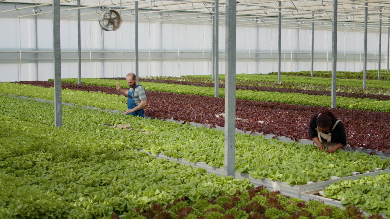 People Harvesting Lettuce in a Greenhouse