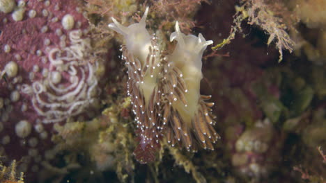 nudibranquio durante una inmersión en percé en el atlántico norte