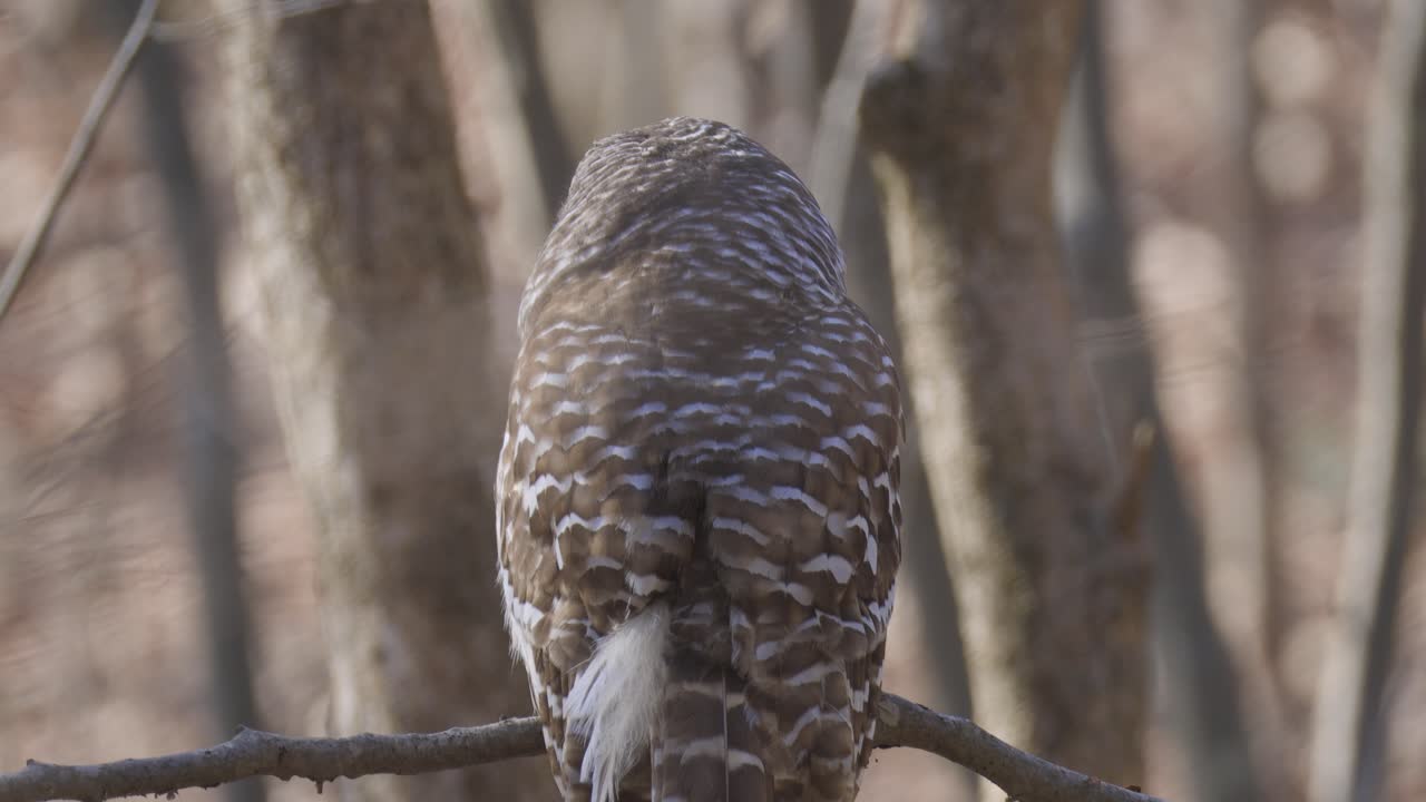 Eine gebänderte Eule sitzt auf einem Ast in einem winterlichen Waldgebiet, ihr gesprenkeltes Gefieder verschmilzt mit den kahlen Stämmen, während sie die Umgebung absucht.