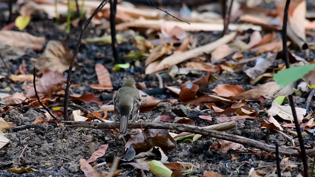 la lavandera del bosque es un ave paseriforme que se alimenta de ramas, terrenos forestales, moviendo la cola constantemente hacia los lados