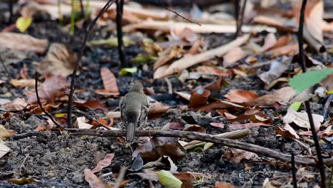 The-Forest-Wagtail-is-a-passerine-bird-foraging-on-branches,-forest-grounds,-tail-wagging-constantly-sideways