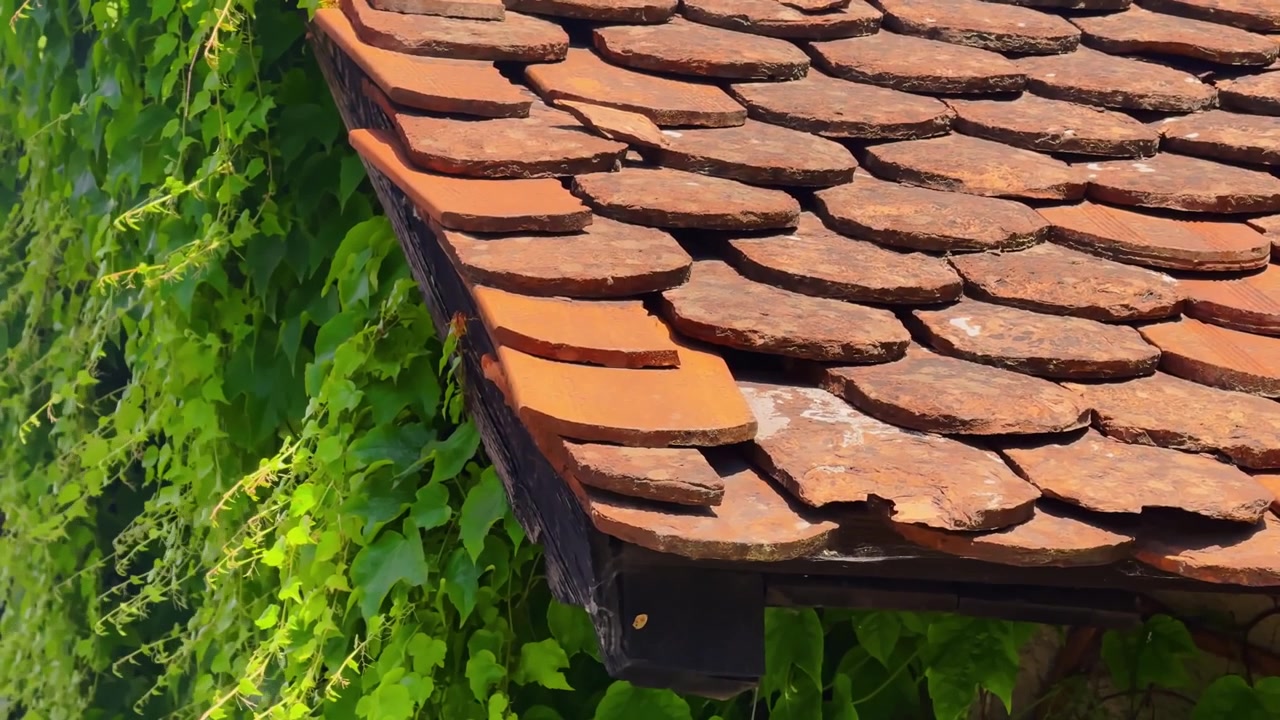 Primo piano di tegole rustiche in argilla a Tacen, Slovenia, con edera verde e dettagli di un vecchio edificio sotto la luminosa luce solare estiva.
