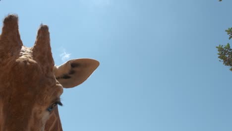 Extreme-close-up-of-a-giraffe-being-hand-fed