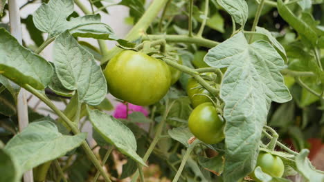 tomates verdes en un patio trasero