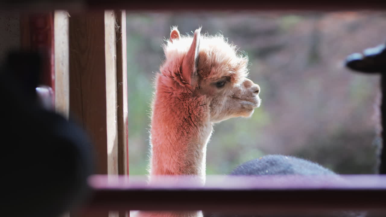 Profile of blond alpaca framed by open barn window at alpaca ranch.