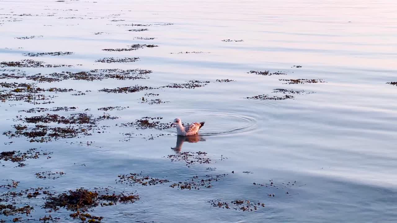 Closeup of Blue Sea Water with Small Ripples and a Seagull Searching for Fish at Golden Sunset