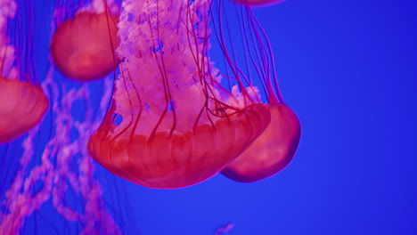 Red-Jellyfish-on-Blue-Background