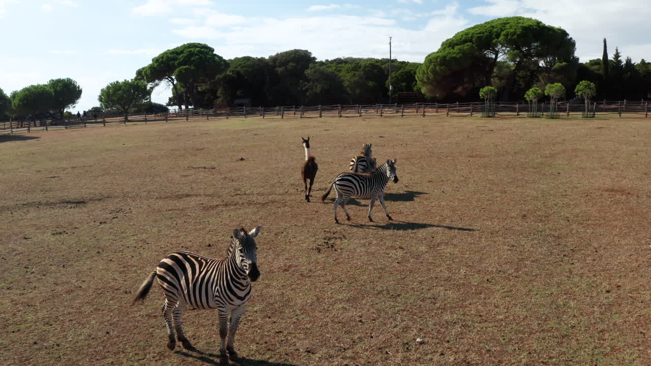 Wildlife Scene In Safari Park Of Brijuni National Park In Croatia