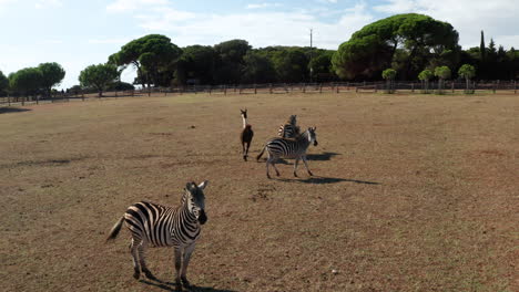 wildlife scene in safari park of brijuni national park in croatia