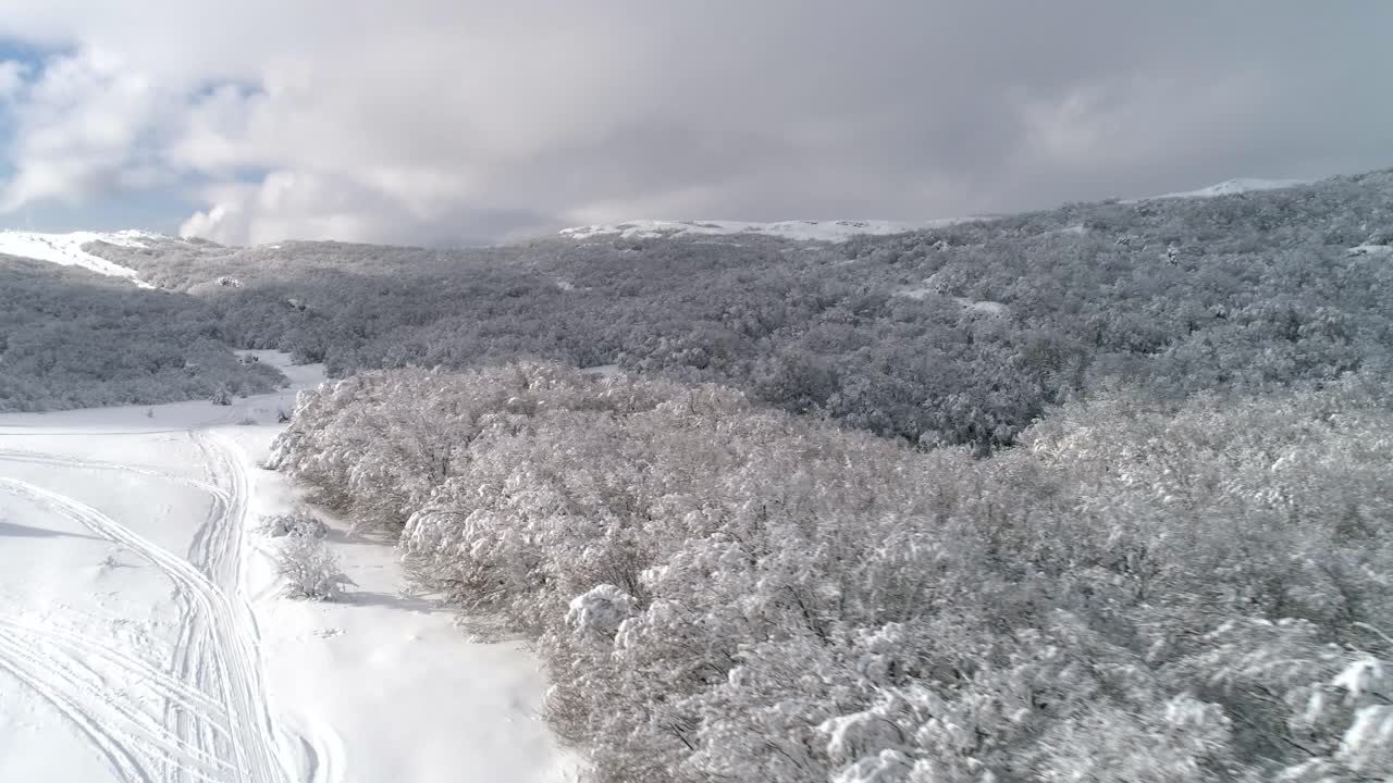 눈 인 산림 풍경