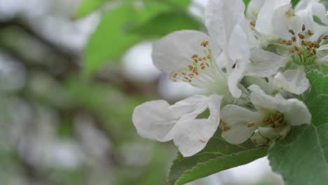 蜜蜂在慢动作中从白色花朵中收集花蜜