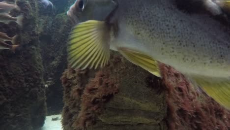 algunos peces del océano se esconden en las rocas
