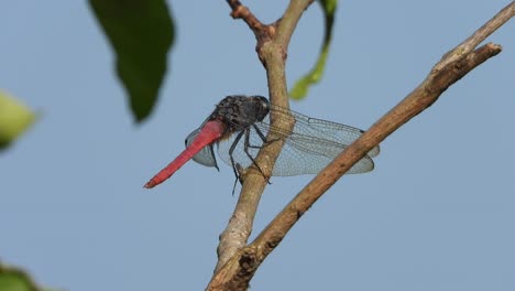 Libelle-Im-Baumbus-Wartet-Auf-Gebet.