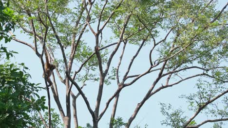 white-handed gibbon, hylobates lar, female