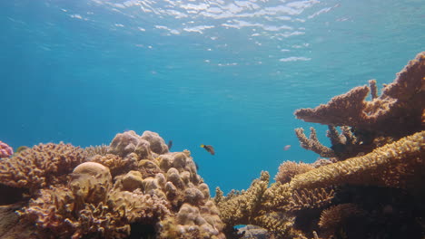 cinematic underwater shot in slow motion of bright and colorful corals moving towards them with a fish swimming by in 4k, 120fps, slomo