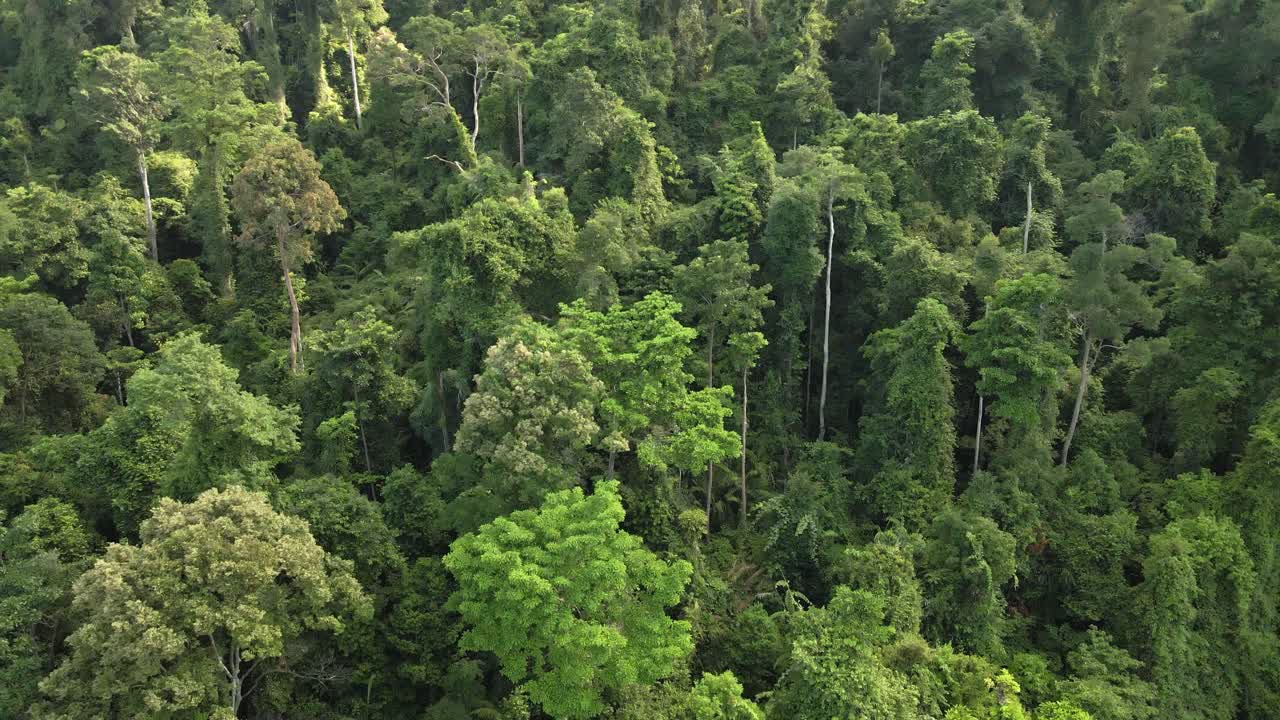 Vue aérienne ascendante d'une forêt tropicale dense et luxuriante en Asie