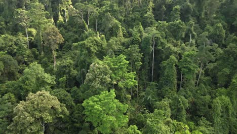 aerial ascending shot of tropical lush dense rain forest in asia