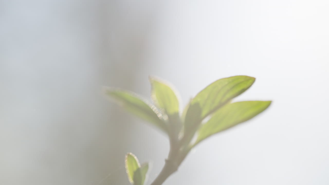 Delicate Spring Leaves