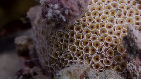 close up of flower urchin in koh tao, thailand