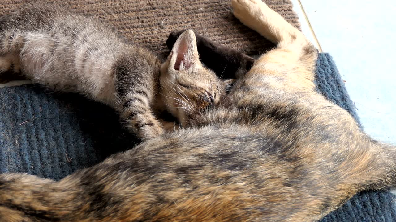 고양이 엄마가 새끼 고양이에게 먹이를 주고 있다