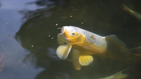 peces koi nadando y alimentándose en un estanque