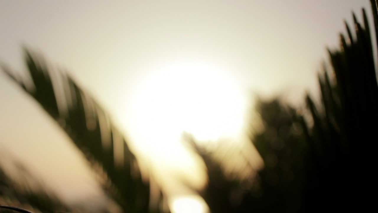 пальмы на закате