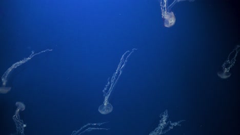 Löwenmähnenquallen-Schwimmen-In-Einem-Schaubecken-Im-Vergnügungs--Und-Tierthemenpark-Ocean-Park-In-Hongkong