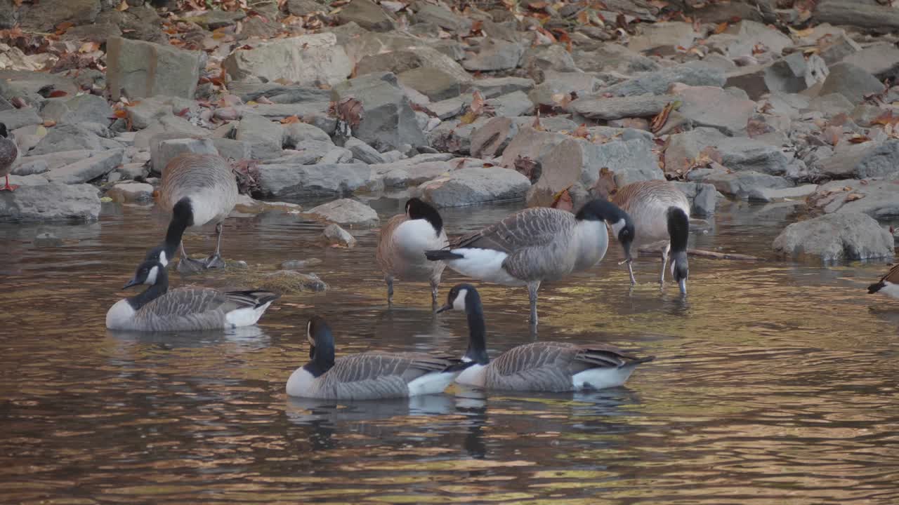 gansos nadando en el arroyo wissahickon, en otoño