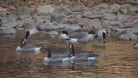 Geese-swimming-in-the-Wissahickon-Creek,-in-autumn