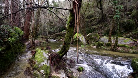 Sereno-Río-Aullador-En-Medio-Del-Bosque-De-Barrias-Felgueiras