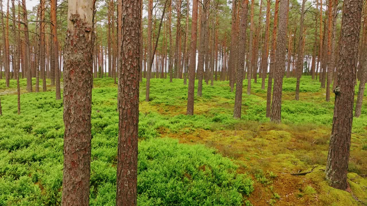 Skoglandskap som metafor for klimaendringer, karbonvask og bærekraft