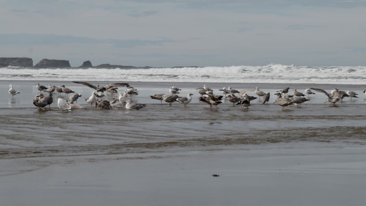 태평양으로 흘러가는 담수 강에서 목욕하는 수컷과 암컷 서부 갈매기