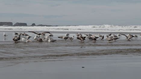 Western-Seagull's,-both-male-and-female,-bathing-in-a-fresh-water-river-as-it-flows-into-the-Pacific-Ocean