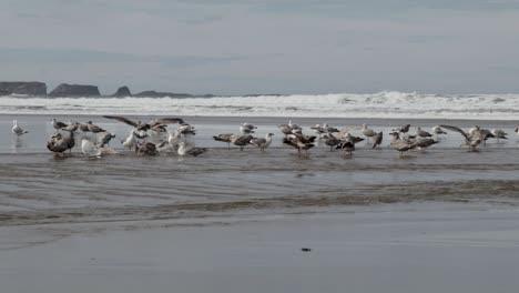 gaviotas occidentales, tanto machos como hembras, bañándose en un río de agua dulce que desemboca en el océano pacífico