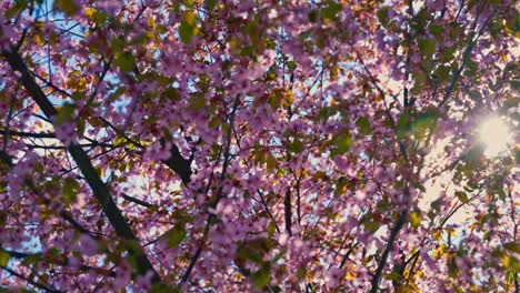 oslo, norway, a pink cherry blossom tree in full bloom, its pink petals glowing under the spring sun. light filters through the branches, hitting the lens with a soft glare against the clear sky.