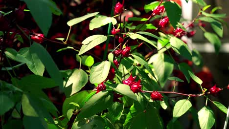 Nice-Wide-shot-of-Bunched-together-Roselle-Red-Hibiscus-Sorrel-Plant-wind-blowing