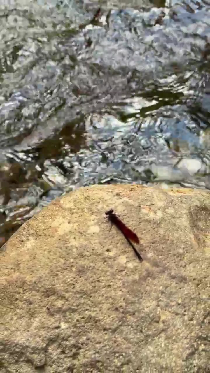 Red Dragonfly Resting on a Rock Beside a Flowing Stream