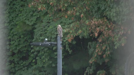 Rotschwanzbussard-Auf-Einem-Lichtmast-Im-Regen