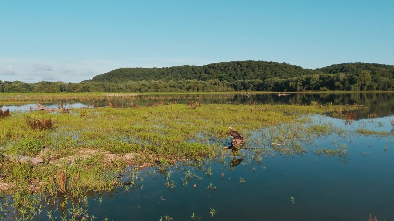 Juvenile bald eagle standing in shallow Lake Eucha marsh with forested hills beyond, drone slow orbit approach