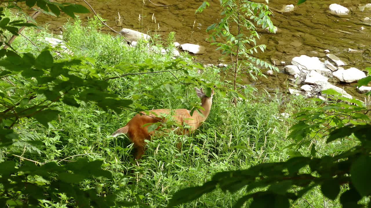 Young White Tailed Deer grazing on fresh green grass besides a flowing clear water stream