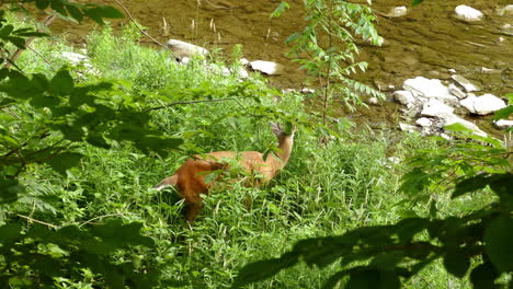 Young-White-Tailed-Deer-grazing-on-fresh-green-grass-besides-a-flowing-clear-water-stream