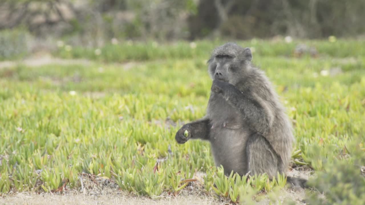 plano general de babuino comiendo en el campo